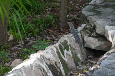 Bir Meksika şehrinde yürüyen vahşi bir Iguana 'ya bakın.