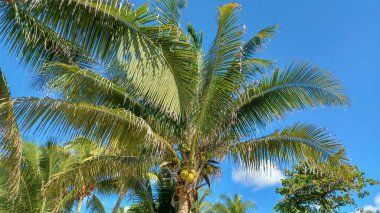 Güneşli bir günde bir palmiye ağacının alt görüntüsü