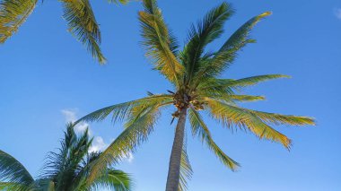Güneşli bir günde bir palmiye ağacının alt görüntüsü