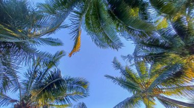 Güneşli bir günde bir palmiye ağacının alt görüntüsü