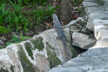 Bir Meksika şehrinde yürüyen vahşi bir Iguana 'ya bakın.