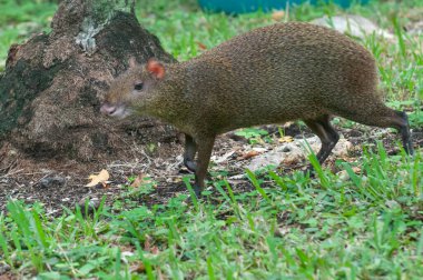 Agouti adında vahşi bir hayvanın Meksika ormanında yürüdüğünü görün.