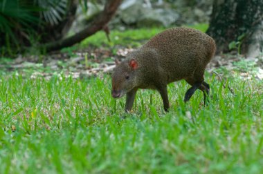 Agouti adında vahşi bir hayvanın Meksika ormanında yürüdüğünü görün.