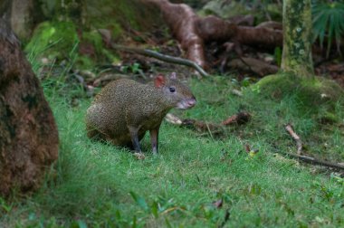 View a wild animal Agouti walks in a Mexican forest clipart