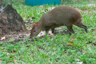 Agouti adında vahşi bir hayvanın Meksika ormanında yürüdüğünü görün.