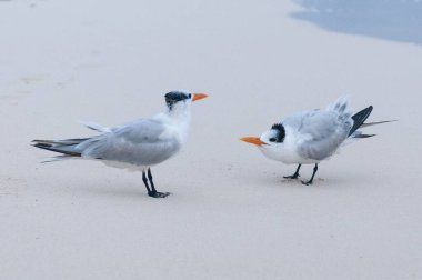 Two royal tern birds stand on the sand near the sea in Mexico clipart