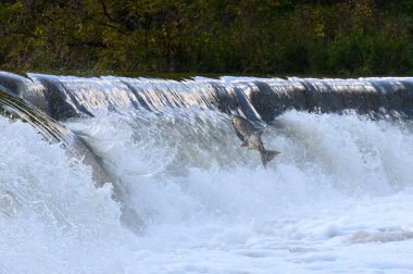 Toronto, On, Kanada - 20 Ekim 2023: Kanada 'daki Old Mill Park' taki Humber Nehri 'nde Somon Koşusu