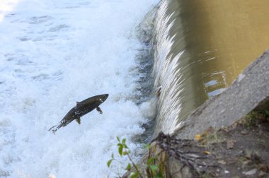 Toronto, On, Canada  - October 20, 2023: Salmon Run on the Humber River at Old Mill Park in Canada clipart
