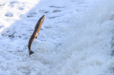 Toronto, On, Kanada - 20 Ekim 2023: Kanada 'daki Old Mill Park' taki Humber Nehri 'nde Somon Koşusu