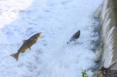 Toronto, On, Kanada - 20 Ekim 2023: Kanada 'daki Old Mill Park' taki Humber Nehri 'nde Somon Koşusu
