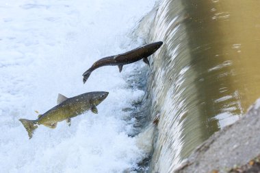 Toronto, On, Kanada - 20 Ekim 2023: Kanada 'daki Old Mill Park' taki Humber Nehri 'nde Somon Koşusu
