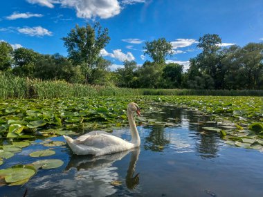 Yaz mevsimi boyunca Toronto, Kanada 'daki Humber Nehri' ne bakın.