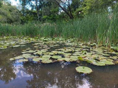 Yaz mevsimi boyunca Toronto, Kanada 'daki Humber Nehri' ne bakın.