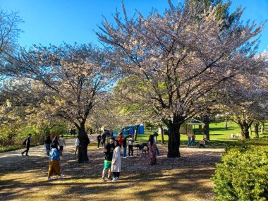 Toronto, ON, Kanada 21 Nisan 2024: High Park 'ta kiraz çiçeklerinin tadını çıkaran insanlar (ve rahatlama).