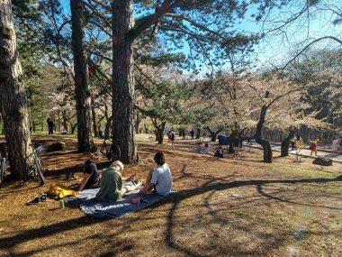 Toronto, ON, Kanada 21 Nisan 2024: High Park 'ta kiraz çiçeklerinin tadını çıkaran insanlar (ve rahatlama).