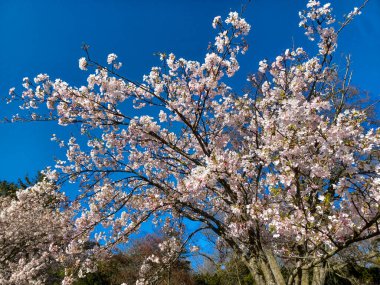 Toronto, ON, Kanada 21 Nisan 2024: Beyaz ve pembe çiçekli kiraz ağacı dallarına bakın.