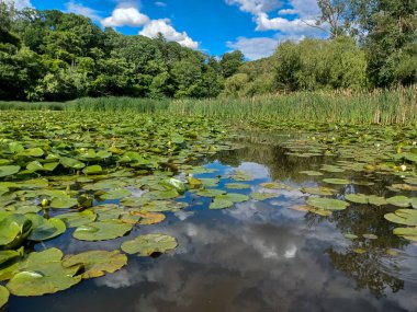 Yaz mevsimi boyunca Toronto, Kanada 'daki Humber Nehri' ne bakın.