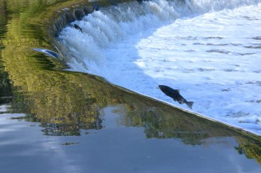 Toronto, On, Kanada - 20 Ekim 2023: Kanada 'daki Old Mill Park' taki Humber Nehri 'nde Somon Koşusu