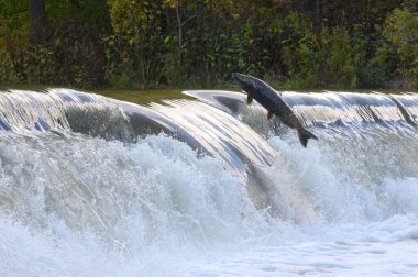 Toronto, On, Kanada - 20 Ekim 2023: Kanada 'daki Old Mill Park' taki Humber Nehri 'nde Somon Koşusu