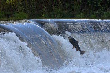 Toronto, On, Kanada - 20 Ekim 2023: Kanada 'daki Old Mill Park' taki Humber Nehri 'nde Somon Koşusu