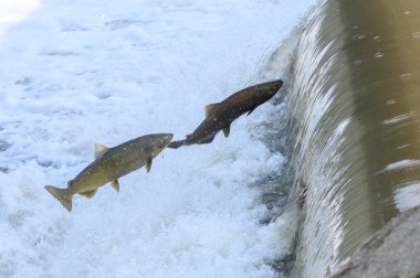 Toronto, On, Kanada - 20 Ekim 2023: Kanada 'daki Old Mill Park' taki Humber Nehri 'nde Somon Koşusu