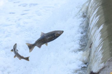 Toronto, On, Kanada - 20 Ekim 2023: Kanada 'daki Old Mill Park' taki Humber Nehri 'nde Somon Koşusu