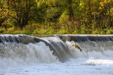 Toronto, On, Kanada - 20 Ekim 2023: Kanada 'daki Old Mill Park' taki Humber Nehri 'nde Somon Koşusu