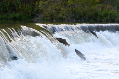 Toronto, On, Kanada - 20 Ekim 2023: Kanada 'daki Old Mill Park' taki Humber Nehri 'nde Somon Koşusu