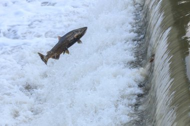 Toronto, On, Kanada - 20 Ekim 2023: Kanada 'daki Old Mill Park' taki Humber Nehri 'nde Somon Koşusu