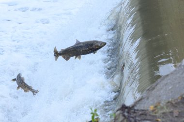 Toronto, On, Kanada - 20 Ekim 2023: Kanada 'daki Old Mill Park' taki Humber Nehri 'nde Somon Koşusu