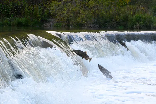 stock image Toronto, On, Canada  - October 20, 2023: Salmon Run on the Humber River at Old Mill Park in Canada