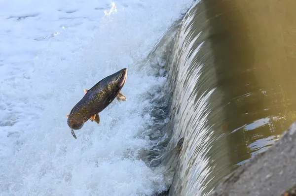 stock image Toronto, On, Canada  - October 20, 2023: Salmon Run on the Humber River at Old Mill Park in Canada