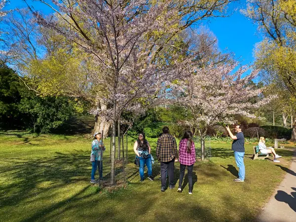 Toronto, ON, Kanada 21 Nisan 2024: High Park 'ta kiraz çiçeklerinin tadını çıkaran insanlar (ve rahatlama).