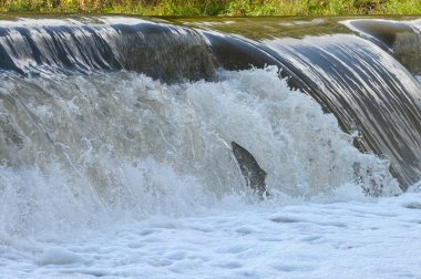 Toronto, On, Kanada - 20 Ekim 2023: Kanada 'daki Old Mill Park' taki Humber Nehri 'nde Somon Koşusu