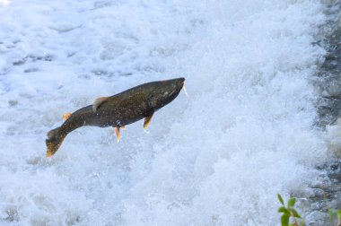 Toronto, On, Kanada - 20 Ekim 2023: Kanada 'daki Old Mill Park' taki Humber Nehri 'nde Somon Koşusu