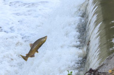 Toronto, On, Kanada - 20 Ekim 2023: Kanada 'daki Old Mill Park' taki Humber Nehri 'nde Somon Koşusu