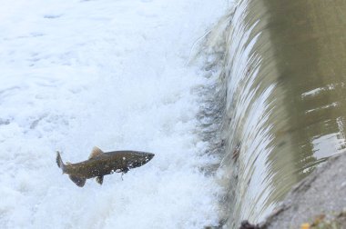 Toronto, On, Kanada - 20 Ekim 2023: Kanada 'daki Old Mill Park' taki Humber Nehri 'nde Somon Koşusu