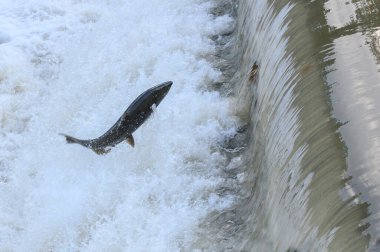 Toronto, On, Kanada - 20 Ekim 2023: Kanada 'daki Old Mill Park' taki Humber Nehri 'nde Somon Koşusu