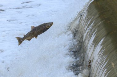 Toronto, On, Kanada - 20 Ekim 2023: Kanada 'daki Old Mill Park' taki Humber Nehri 'nde Somon Koşusu