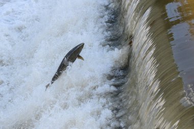 Toronto, On, Kanada - 20 Ekim 2023: Kanada 'daki Old Mill Park' taki Humber Nehri 'nde Somon Koşusu