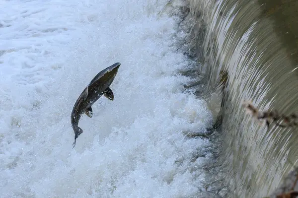 Toronto, On, Kanada - 20 Ekim 2023: Kanada 'daki Old Mill Park' taki Humber Nehri 'nde Somon Koşusu