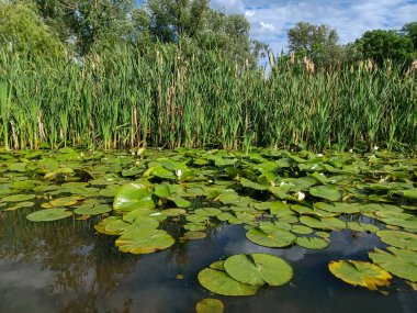 Yaz mevsimi boyunca Toronto, Kanada 'daki Humber Nehri' ne bakın.