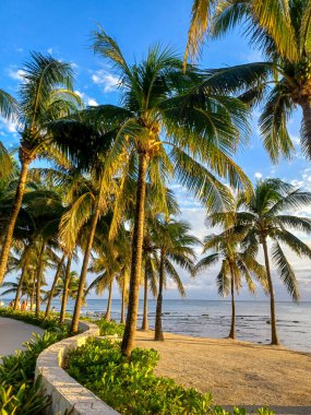 Playa del Carmen, Quintana Roo, Meksika - 20 Kasım 2024: Sonbahar sezonunda Barcelo Maya Oteli bölgesinde