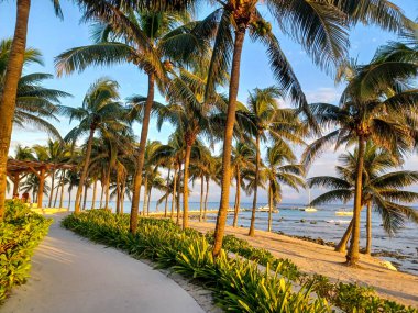 Playa del Carmen, Quintana Roo, Meksika - 20 Kasım 2024: Sonbahar sezonunda Barcelo Maya Oteli bölgesinde