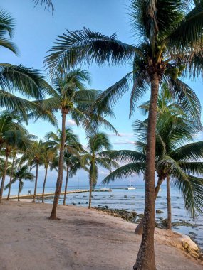 Playa del Carmen, Quintana Roo, Meksika - 20 Kasım 2024: Sonbahar sezonunda Barcelo Maya Oteli bölgesinde