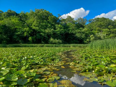 Yaz mevsimi boyunca Toronto, Kanada 'daki Humber Nehri' ne bakın.
