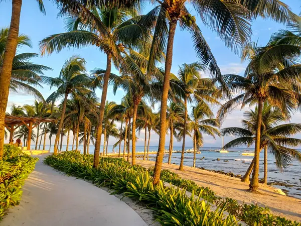 Playa del Carmen, Quintana Roo, Meksika - 20 Kasım 2024: Sonbahar sezonunda Barcelo Maya Oteli bölgesinde