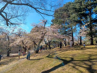 Toronto, ON, Kanada 21 Nisan 2024: High Park 'ta kiraz çiçeklerinin tadını çıkaran insanlar (ve rahatlama).