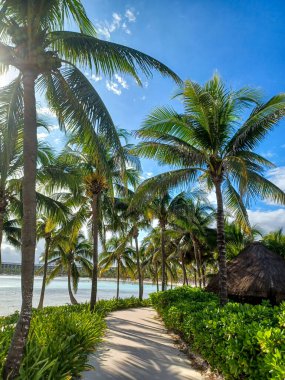 Playa del Carmen, Quintana Roo, Meksika - 20 Kasım 2024: Sonbahar sezonunda Barcelo Maya Oteli bölgesinde