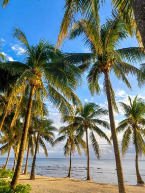 Playa del Carmen, Quintana Roo, Meksika - 20 Kasım 2024: Sonbahar sezonunda Barcelo Maya Oteli bölgesinde